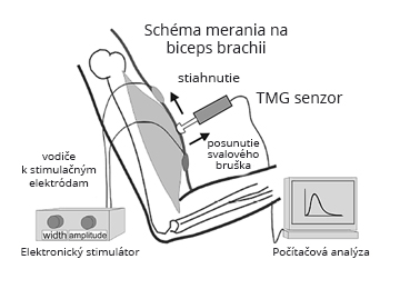 tenziomyografia-protokol-merania-right-img